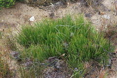 Protea scorzonerifolia