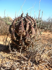 Aloe melanacantha