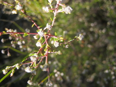 Phylica brachycephala