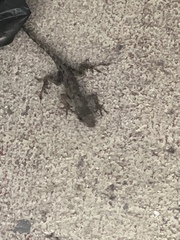 Anolis sagrei