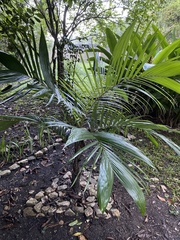 Astrocaryum mexicanum