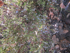 Phylica brachycephala