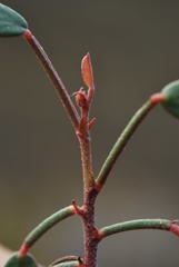 Indigofera sp3