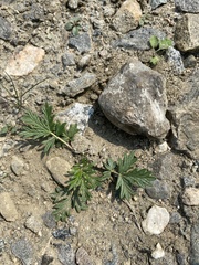 Potentilla tergemina