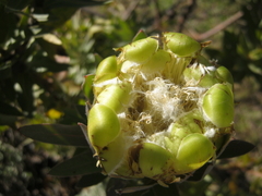 Protea coronata