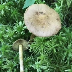 Cortinarius chrysolitus