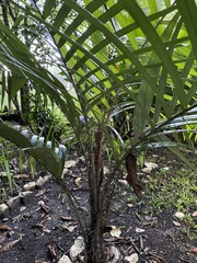 Astrocaryum mexicanum