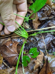 Trifolium stoloniferum