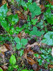 Trifolium stoloniferum