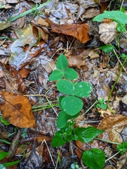 Trifolium stoloniferum