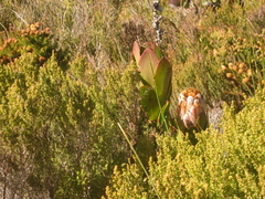 Protea speciosa