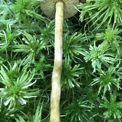 Cortinarius chrysolitus