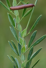 Indigofera monostachya