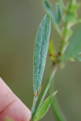 Indigofera monostachya