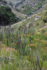 Indigofera monostachya