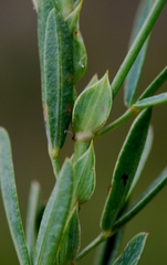 Indigofera monostachya