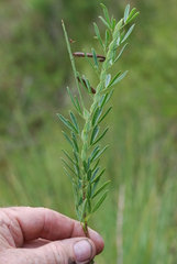 Indigofera monostachya