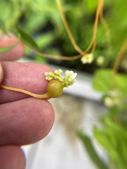 Smicronyx sculpticollis