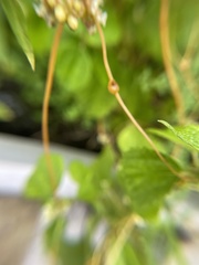 Smicronyx sculpticollis