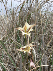 Gladiolus tristis