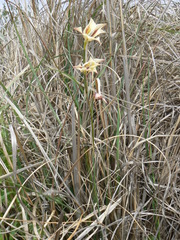 Gladiolus tristis