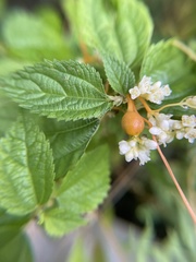Smicronyx sculpticollis