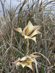 Gladiolus tristis