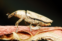 Gasteroclisus