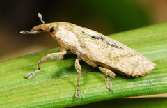 Gasteroclisus