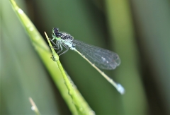 Ischnura damula