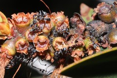 Iridomyrmex rufoniger