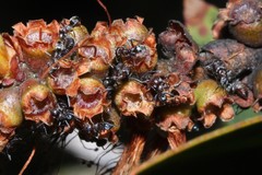 Iridomyrmex rufoniger