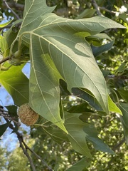 Platanus