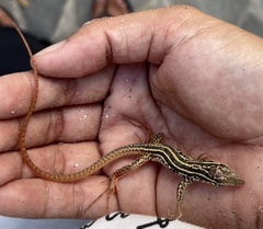 Aspidoscelis maximus