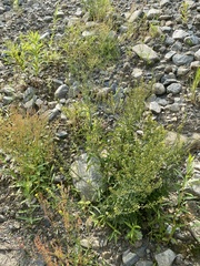 Rorippa barbareifolia