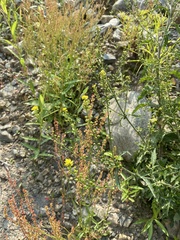 Rorippa barbareifolia