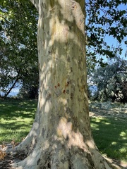 Platanus