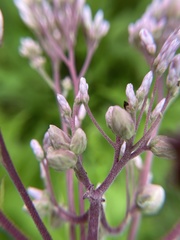 Anthodiplosis eutrochii