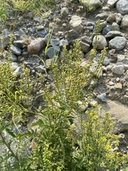 Rorippa barbareifolia