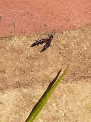 Paederus cruenticollis