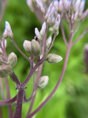 Anthodiplosis eutrochii