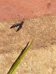 Paederus cruenticollis