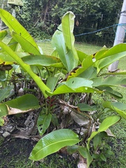Heliconia champneiana