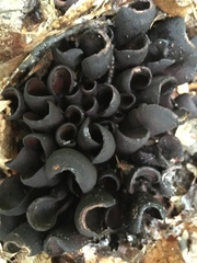 Wynnea americana
