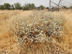 Eriogonum wrightii trachygonum