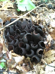 Wynnea americana