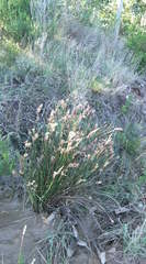 Elegia fistulosa