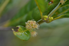 Spiraeanthemum meridionale
