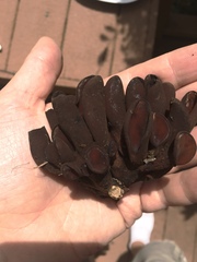 Wynnea americana