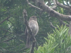 Muscicapa adusta adusta
